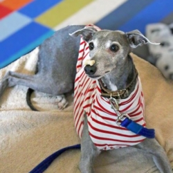 Meet Winnie the Wellbeing Dog