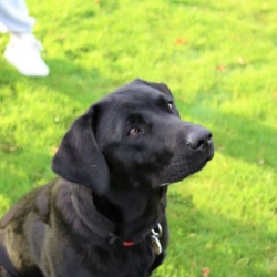 A Visit form Harmony, Our Sponsored Guide DOg