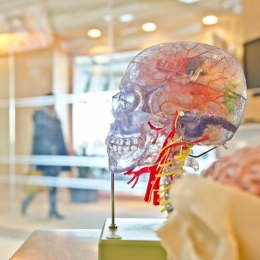 Acquired Brain Injury: What You Need To Know