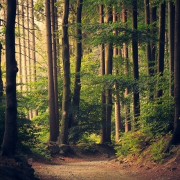 The Benefits Of Learning In Nature