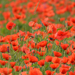 Talking To Children About Remembrance Day