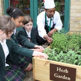 Fresh herbs for school lunches - Photo 1