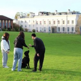 A Visit form Harmony, Our Sponsored Guide DOg - Photo 2