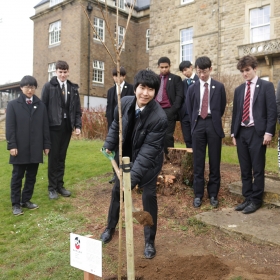 The Arrival of the Sakura Cherry Tree - Photo 2