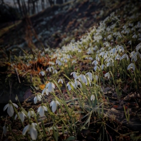 Halliford School Welcomes Spring With Inter-House Photography Competition - Photo 1