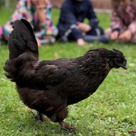 Chicken Club - Photo 2